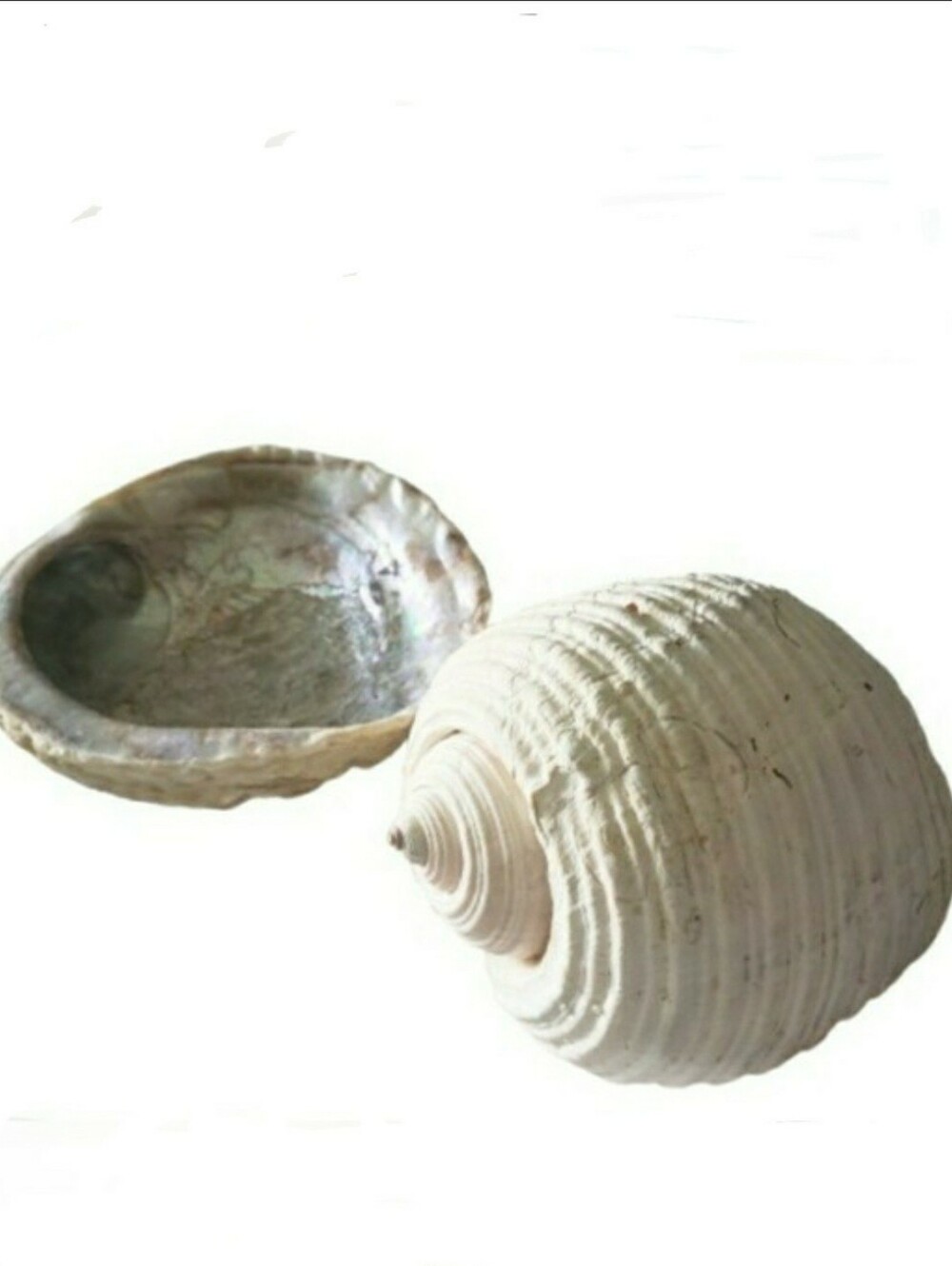 Vintage Abalone & Giant Tun Shell Set